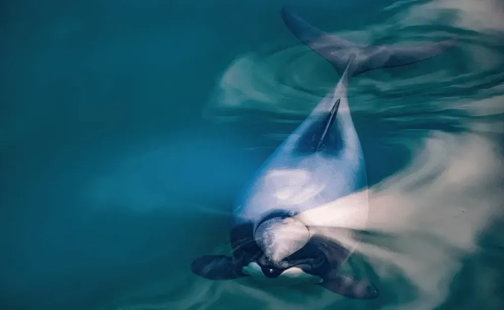 Endangered New Zealand Dolphins